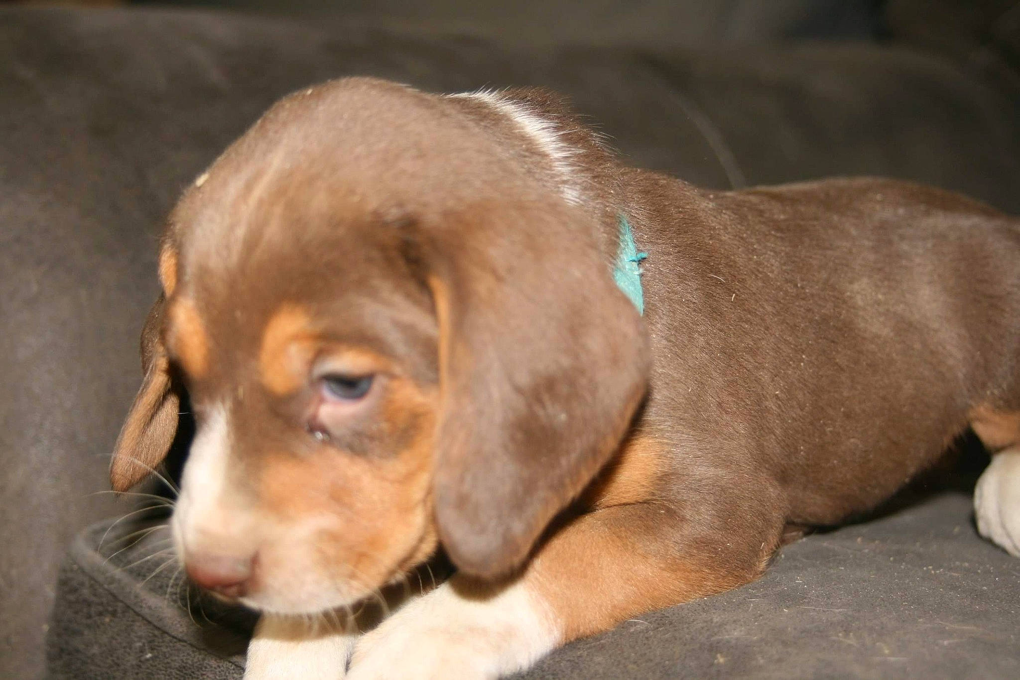 Rufus is registered to the contest to win money with this photo: beagador, canidae, carnivore, dog, dog_breed, ear, fawn, mammal, pocket_beagle, posavac_hound, puppy, rare_breed_dog, snout, sporting_group, vertebrate