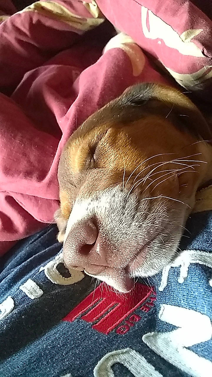 Rufus joined the competition — help win amazing prizes! american_pit_bull_terrier, canidae, carnivore, dog, dog_breed, ear, fawn, head, mammal, nap, nose, pointer, snout, sporting_group, whiskers