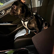 Anakin joined the competition — help win amazing prizes! dog, french_bulldog, pet, car_interior, seat, harness, window, rain, leather_seat, side_view, animal, canine, black_dog, alert, sitting, daytime, closeup, domestic_animal, companion, vehicle