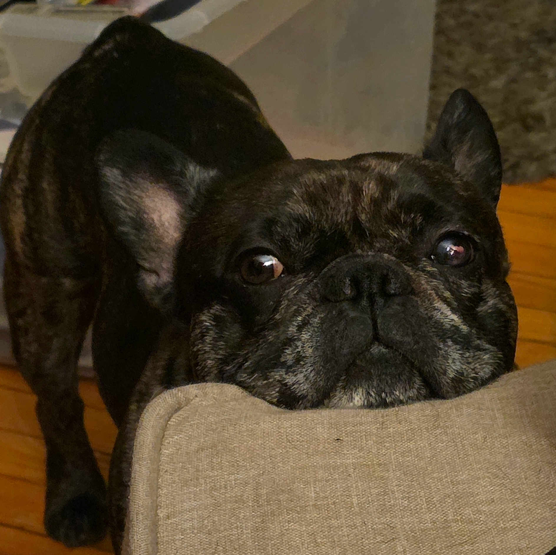 Tucker is registered to the contest to win money with this photo: dog, french_bulldog, brindle, pet, indoor, couch, furniture, wooden_floor, curious, close_up, face, ears, nose, animal, mammal, companion, home, cozy, looking, cute