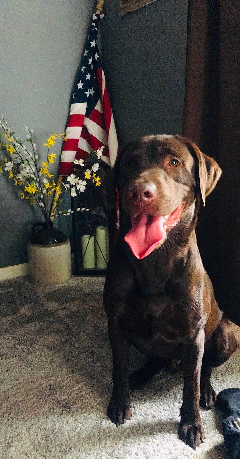 Barkley is registered to the contest to win money with this photo: carnivore, collar, companion_dog, dog, dog_breed, dog_collar, fawn, flag, flag_of_the_united_states, flowerpot, fur, leash, liver, plant, pointing_breed, retriever, snout, sporting_group, whiskers, working_animal