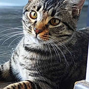 Nenette participe au concours pour gagner de l'argent avec cette photo : alert, animal, cat, closeup, ears, eyes, face, feline, floor, fur, indoor, paws, pet, photography, portrait, sitting, striped, tabby, whiskers, wood