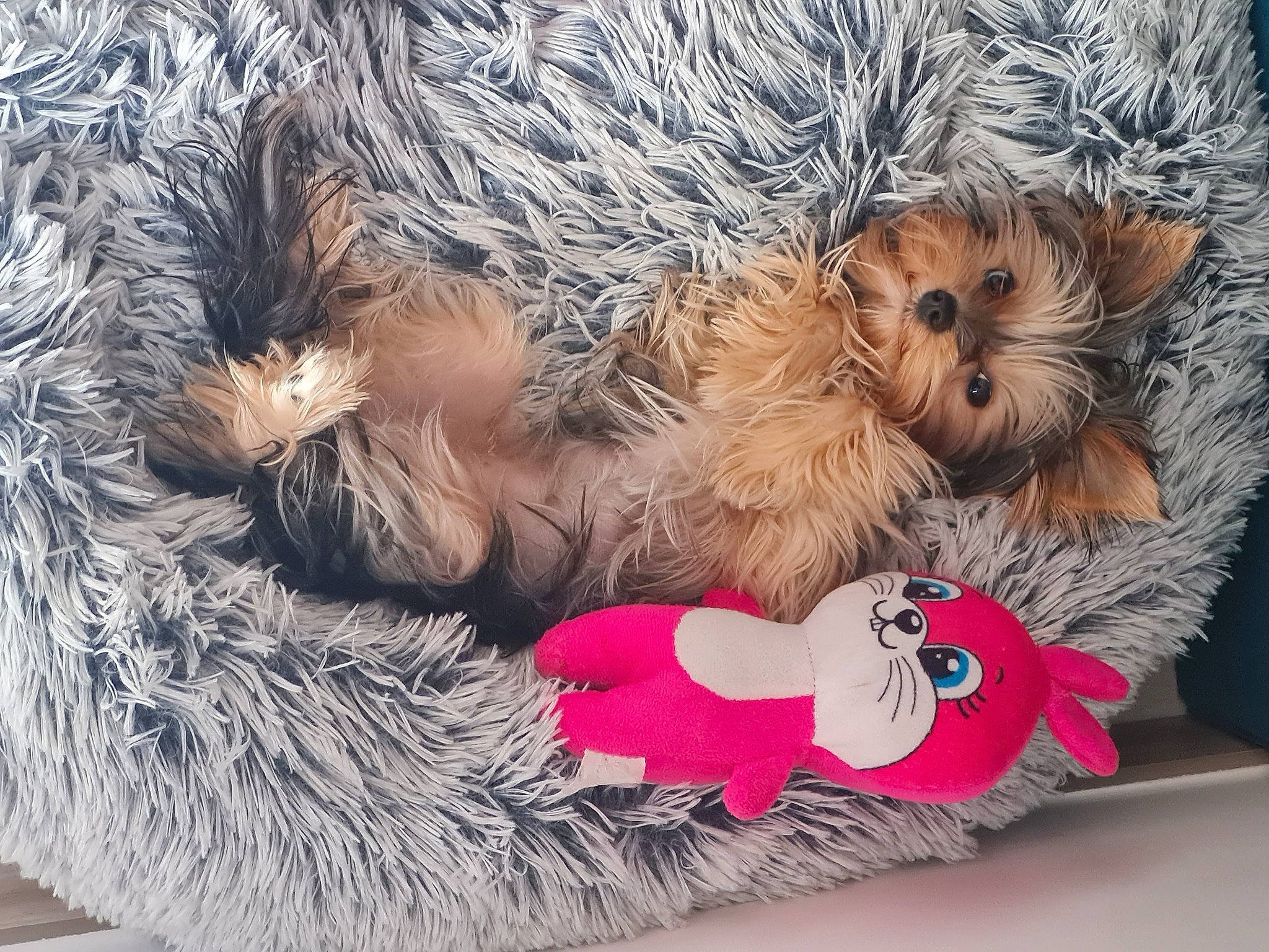 Gaufrette a rejoint le concours — aidez-le/la à gagner de superbes lots ! carmine, carnivore, companion_dog, dog, dog_breed, dog_clothes, dog_supply, fawn, felidae, fur, paw, small_terrier, small_to_medium_sized_cats, stuffed_toy, tail, terrier, toy, toy_dog, whiskers, yorkshire_terrier