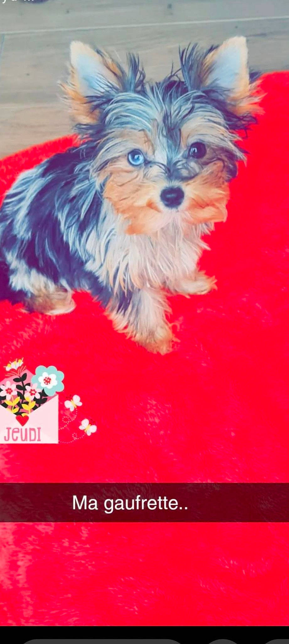 Gaufrette a rejoint le concours — aidez-le/la à gagner de superbes lots ! biewer_terrier, canidae, carnivore, companion_dog, dog, dog_breed, dog_supply, electric_blue, event, font, fur, maltepoo, rectangle, small_terrier, snout, sporting_group, terrier, toy_dog, working_animal, yorkipoo