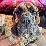 Ben a rejoint le concours — aidez-le/la à gagner de superbes lots ! dog, brindle, close_up, face, nose, table, glass_table, ball, toy, couch, furniture, indoor, pet, relaxed, sleepy, wrinkles, large_dog, muzzle, resting, animal