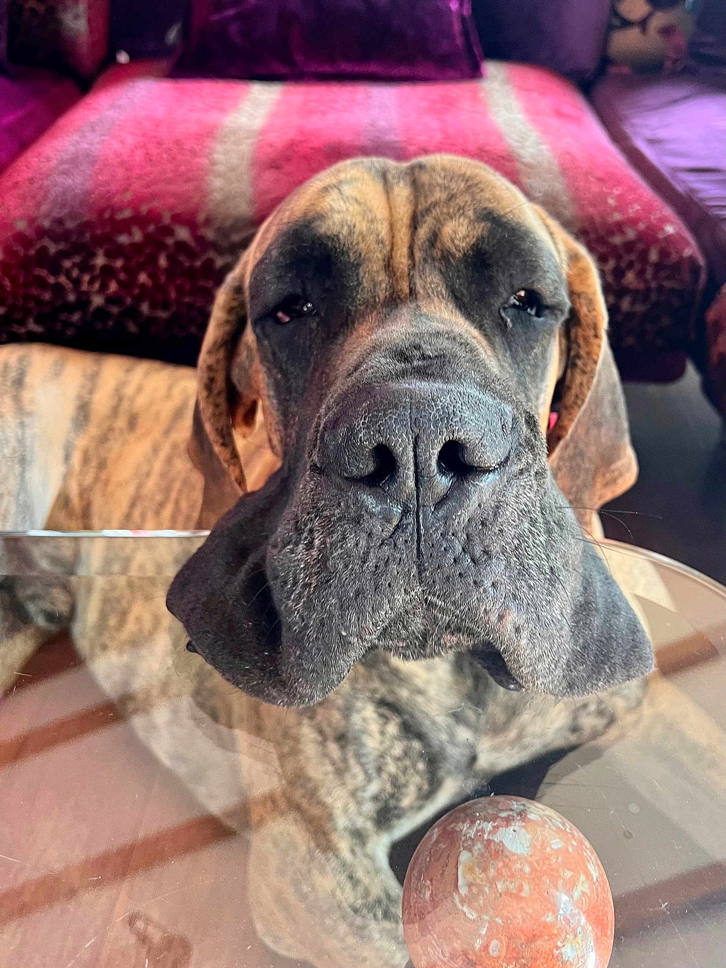 Ben a rejoint le concours — aidez-le/la à gagner de superbes lots ! dog, brindle, close_up, face, nose, table, glass_table, ball, toy, couch, furniture, indoor, pet, relaxed, sleepy, wrinkles, large_dog, muzzle, resting, animal