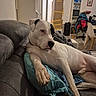 Oli participe au concours pour gagner de l'argent avec cette photo : black_patch, blanket, canine, casual, chair, couch, dog, domestic, door, furniture, home, indoor, living_room, paw, pet, pillow, relaxed, resting, shelf, white_dog