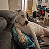 black_patch, blanket, bookshelf, carpet, chair, couch, cozy, dog, door, floor, furniture, home, indoor, living_room, paw, pet, pillow, relaxed, resting, white_dog