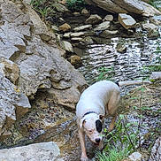 Oli participe au concours pour gagner de l'argent avec cette photo : dog, white_dog, black_patch, creek, rocks, water, outdoor, nature, stream, plants, greenery, collar, animal, pet, exploration, shallow_water, daylight, wet_paws, adventure, wildlife