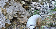 Oli participe au concours pour gagner de l'argent avec cette photo : adventure, animal, black_patch, collar, creek, daylight, dog, exploration, greenery, nature, outdoor, pet, plants, rocks, shallow_water, stream, water, wet_paws, white_dog, wildlife