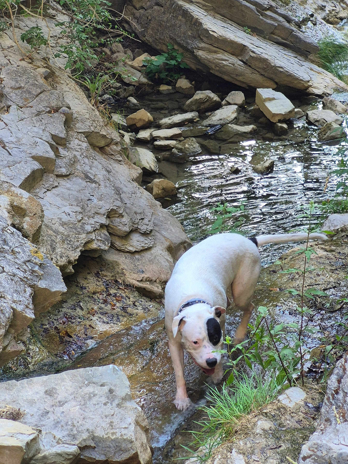 Oli participe au concours pour gagner de l'argent avec cette photo : dog, white_dog, black_patch, creek, rocks, water, outdoor, nature, stream, plants, greenery, collar, animal, pet, exploration, shallow_water, daylight, wet_paws, adventure, wildlife