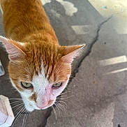 Celtic joined the competition — help win amazing prizes! cat, orange_cat, white_cat, pet, animal, whiskers, ears, eyes, fur, outdoor, concrete, crack, shadow, close_up, curious, ground, daylight, domestic_cat, mammal, face
