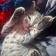 Stormy joined the competition — help win amazing prizes! kitten, cat, paw, sleeping, feline, cozy, blanket, knitted, fur, cute, pet, animal, relaxed, soft, indoor, resting, closeup, tabby, young, whiskers