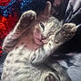 kitten, cat, paw, sleeping, feline, cozy, blanket, knitted, fur, cute, pet, animal, relaxed, soft, indoor, resting, closeup, tabby, young, whiskers