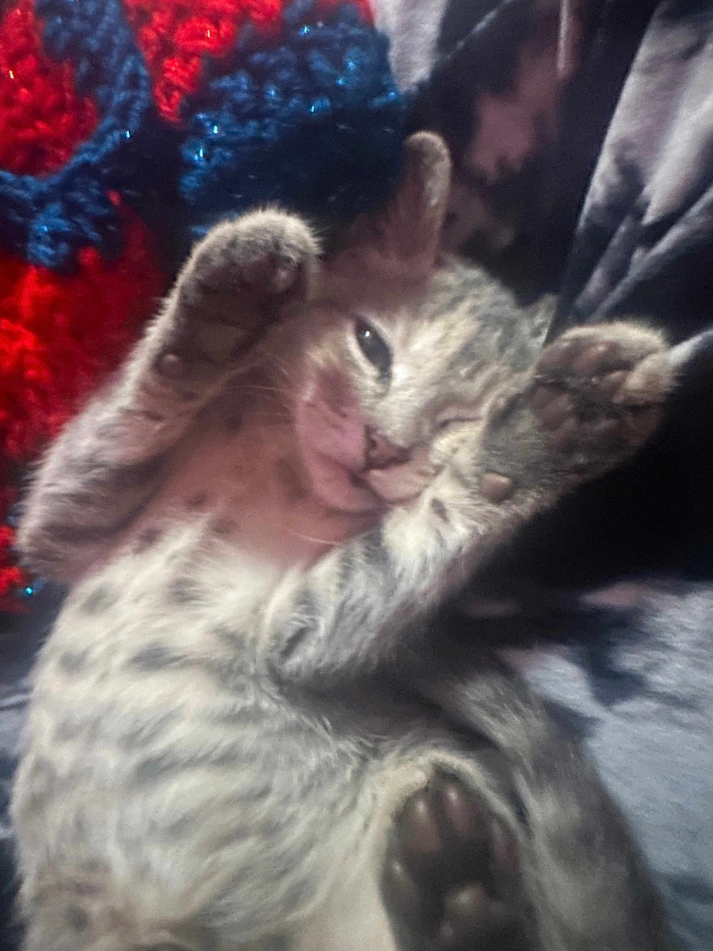 Stormy joined the competition — help win amazing prizes! kitten, cat, paw, sleeping, feline, cozy, blanket, knitted, fur, cute, pet, animal, relaxed, soft, indoor, resting, closeup, tabby, young, whiskers