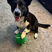 Maui joined the competition — help win amazing prizes! dog, black_and_white, carpet, toy, indoor, pet, happy, paw, smiling, canine, playful, crate, home, fur, animal, tongue_out, sitting, looking_up, green_toy, domestic