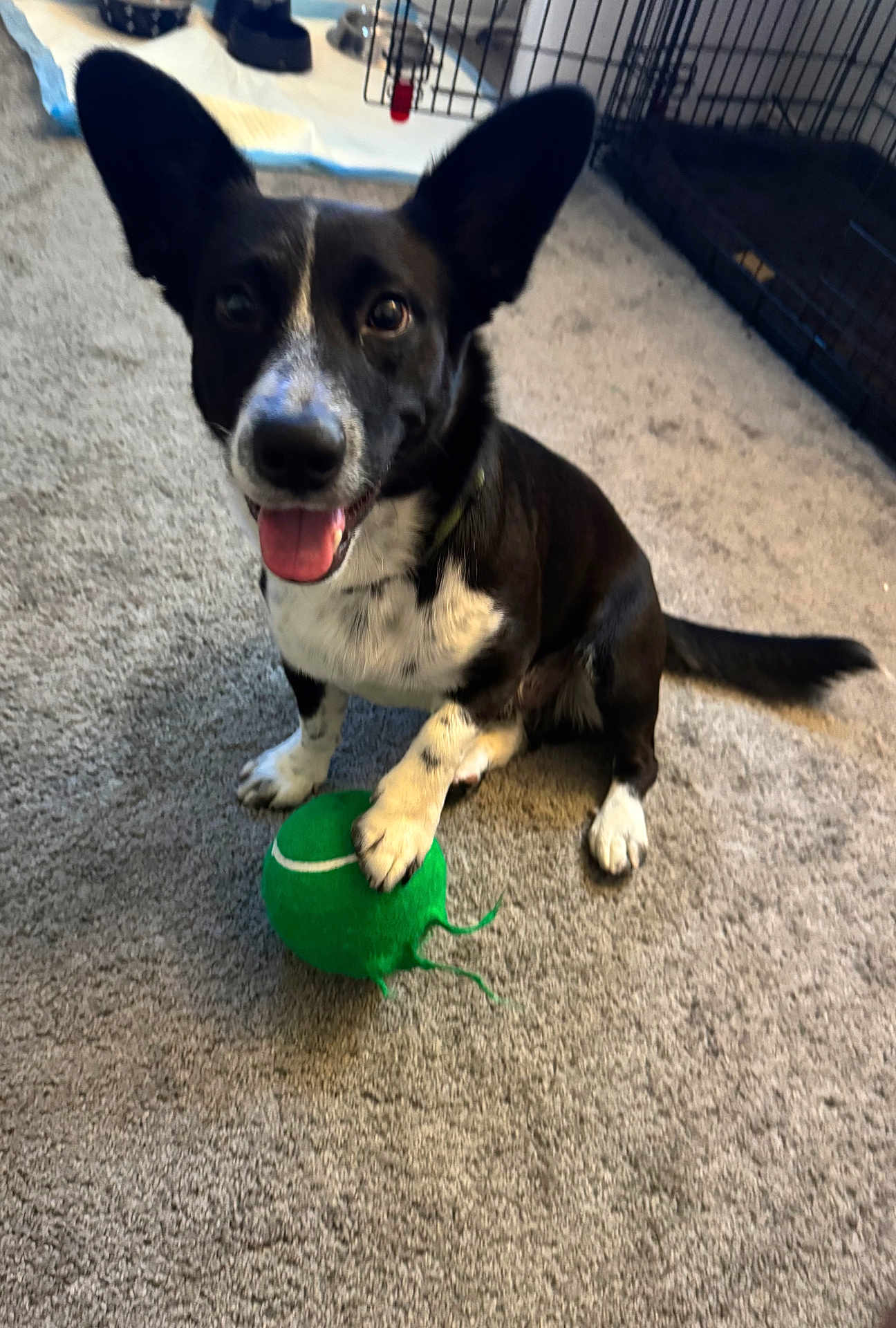 Maui joined the competition — help win amazing prizes! dog, black_and_white, carpet, toy, indoor, pet, happy, paw, smiling, canine, playful, crate, home, fur, animal, tongue_out, sitting, looking_up, green_toy, domestic