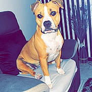 Layka participe au concours pour gagner de l'argent avec cette photo : dog, pet, couch, blanket, indoor, living_room, brown, white, striped_wall, vase, decor, floor_tile, furniture, canine, animal, sitting, ears, paw, fur, household