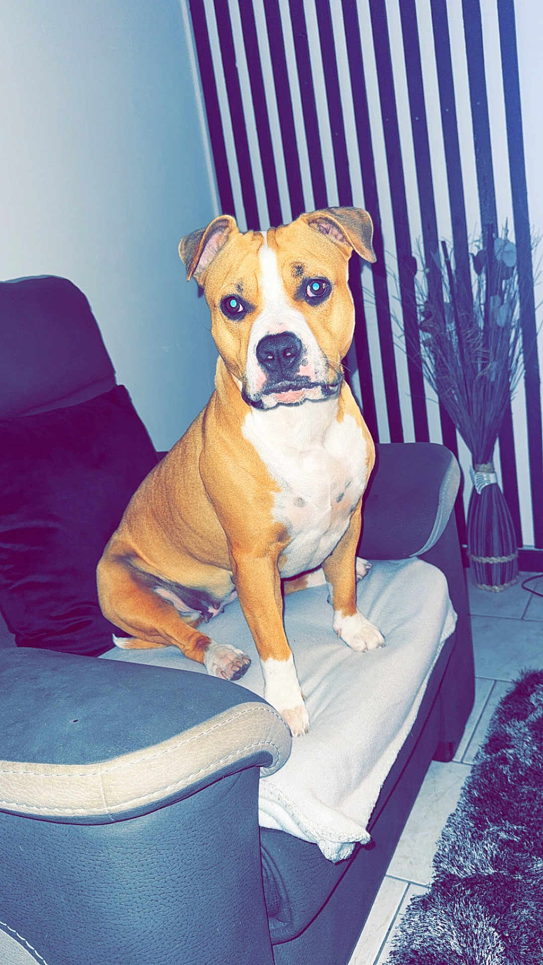 Layka participe au concours pour gagner de l'argent avec cette photo : dog, pet, couch, blanket, indoor, living_room, brown, white, striped_wall, vase, decor, floor_tile, furniture, canine, animal, sitting, ears, paw, fur, household