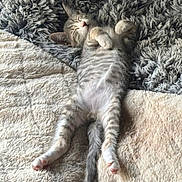 Bijoux participe au concours pour gagner de l'argent avec cette photo : adorable, animal, blanket, comfort, cozy, cute, fur, furry, indoor, kitten, paw, pet, relaxed, resting, shaggy_rug, sleep, sleeping, small_animal, tabby_cat, whiskers