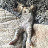 kitten, sleeping, tabby_cat, furry, blanket, shaggy_rug, cozy, relaxed, pet, animal, cute, indoor, paw, fur, whiskers, resting, adorable, small_animal, sleep, comfort