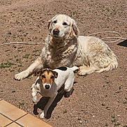 Lisy a rejoint le concours — aidez-le/la à gagner de superbes lots ! dog, golden_retriever, jack_russell, outdoor, sunlight, gravel, pet, animal, canine, laying_down, small_dog, large_dog, fur, backyard, nature, sunny, playful, companion, resting, tile_floor