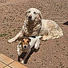 dog, golden_retriever, jack_russell, outdoor, sunlight, gravel, pet, animal, canine, laying_down, small_dog, large_dog, fur, backyard, nature, sunny, playful, companion, resting, tile_floor