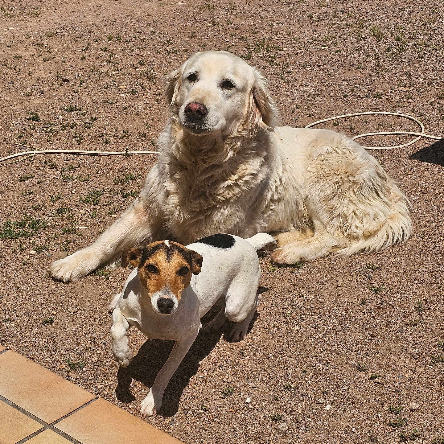 Lisy a rejoint le concours — aidez-le/la à gagner de superbes lots ! dog, golden_retriever, jack_russell, outdoor, sunlight, gravel, pet, animal, canine, laying_down, small_dog, large_dog, fur, backyard, nature, sunny, playful, companion, resting, tile_floor
