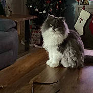 Cosmina joined the competition — help win amazing prizes! animal, cat, christmas_tree, couch, cozy, decor, feline, fluffy, furniture, glasses, holiday, home, indoor, living_room, pet, pillow, relaxing, stockings, table, wood_floor