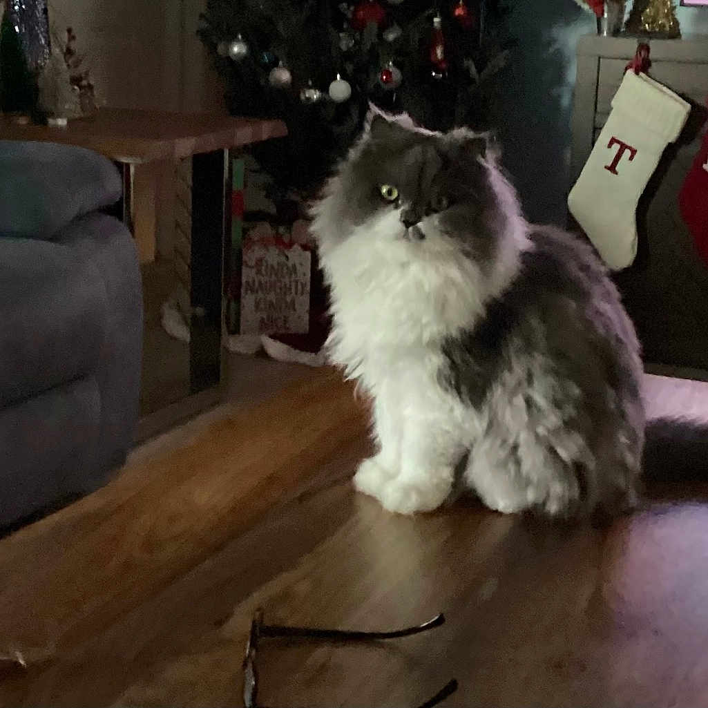 Cosmina joined the competition — help win amazing prizes! animal, cat, christmas_tree, couch, cozy, decor, feline, fluffy, furniture, glasses, holiday, home, indoor, living_room, pet, pillow, relaxing, stockings, table, wood_floor