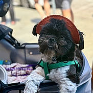 Lucifer joined the competition — help win amazing prizes! dog, black_and_white, pet, stroller, harness, visor_hat, outdoor, canine, fluffy, paw, relaxed, leisure, cute, companion, animal, summer, sunshade, portrait, friendly, funny