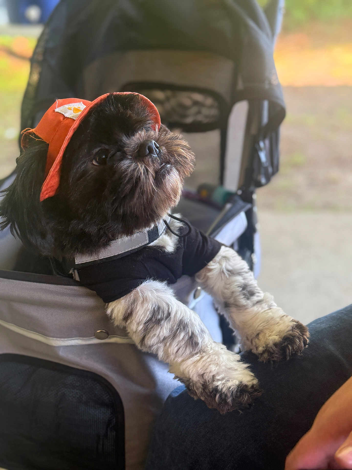 Lucifer joined the competition — help win amazing prizes! dog, puppy, cap, hat, black_shirt, stroller, pet, fluffy, cute, animal, fur, white_paws, outdoor, sunlight, resting, curious, closeup, portrait, canine, companion