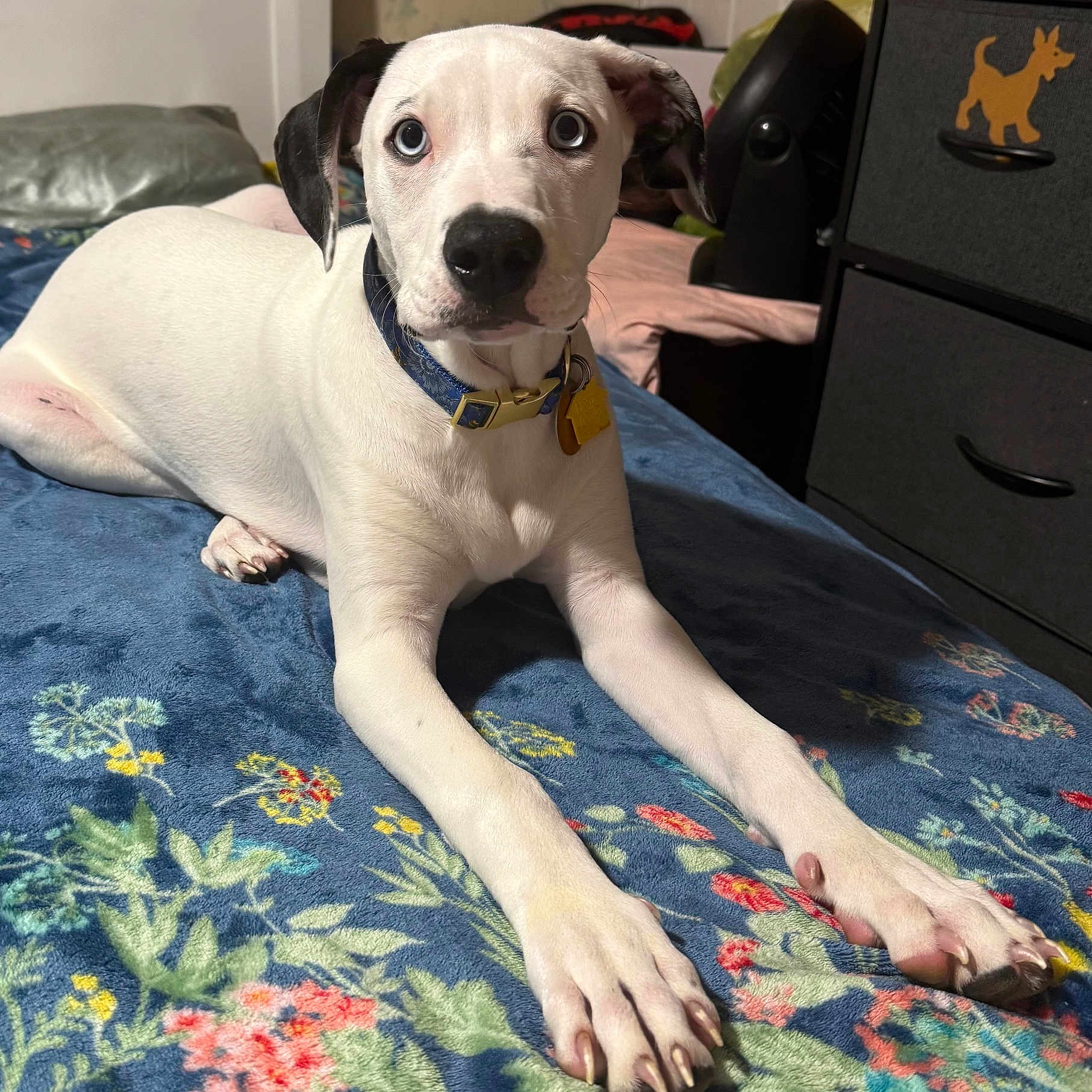 Indigo is registered to the contest to win money with this photo: dog, white_dog, blue_eyes, collar, bed, blanket, floral_pattern, indoor, pet, animal, cute, paw, stretching, furniture, drawer, relaxed, lying_down, domestic, companion, alert