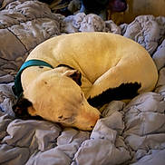Indigo is registered to the contest to win money with this photo: dog, sleeping, blanket, bedroom, cozy, indoor, pet, white_dog, black_spots, curled_up, resting, collar, plush_toy, soft_lighting, comfort, relaxation, fur, animal, domestic_animal, nap