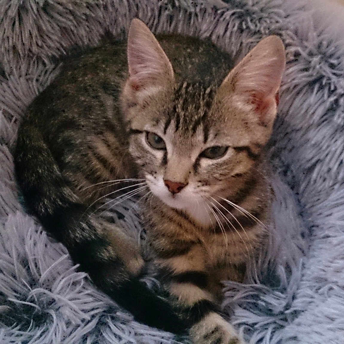 Mimi