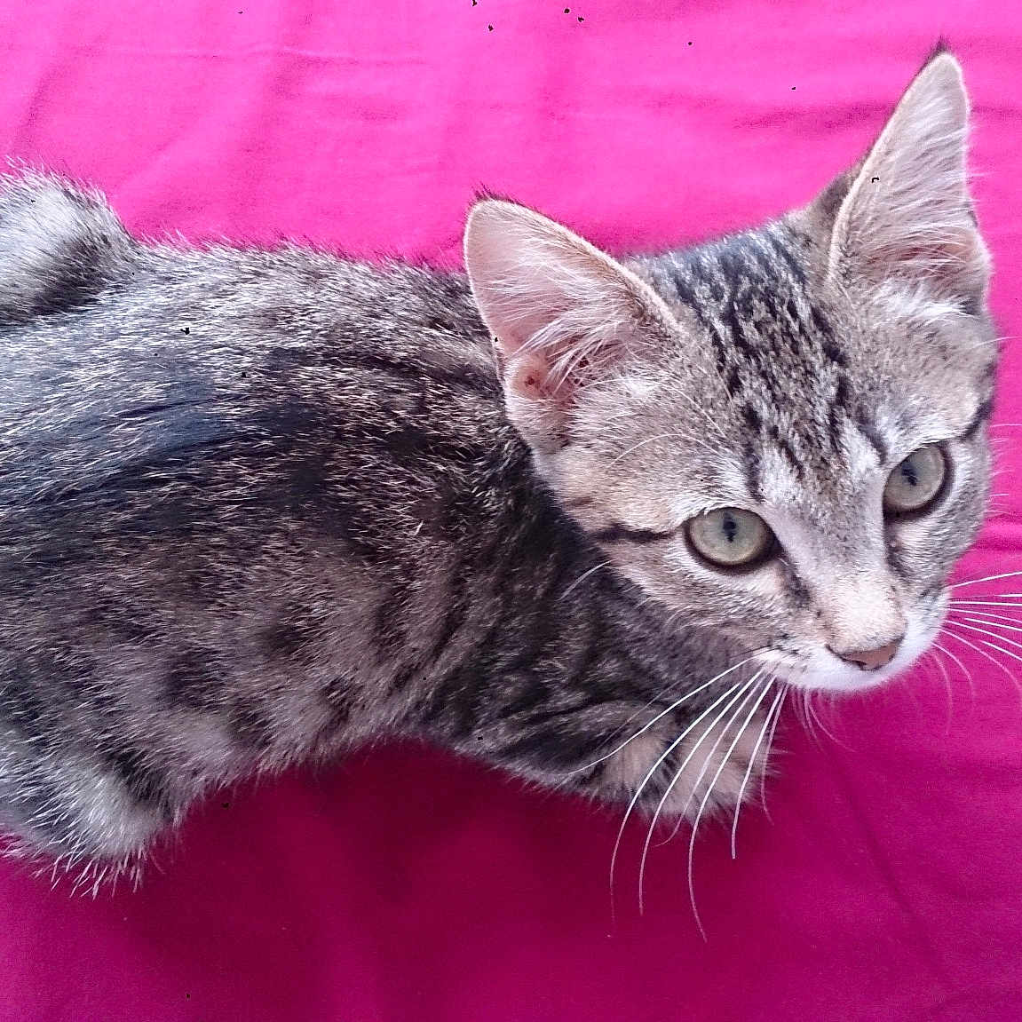 Kaline
