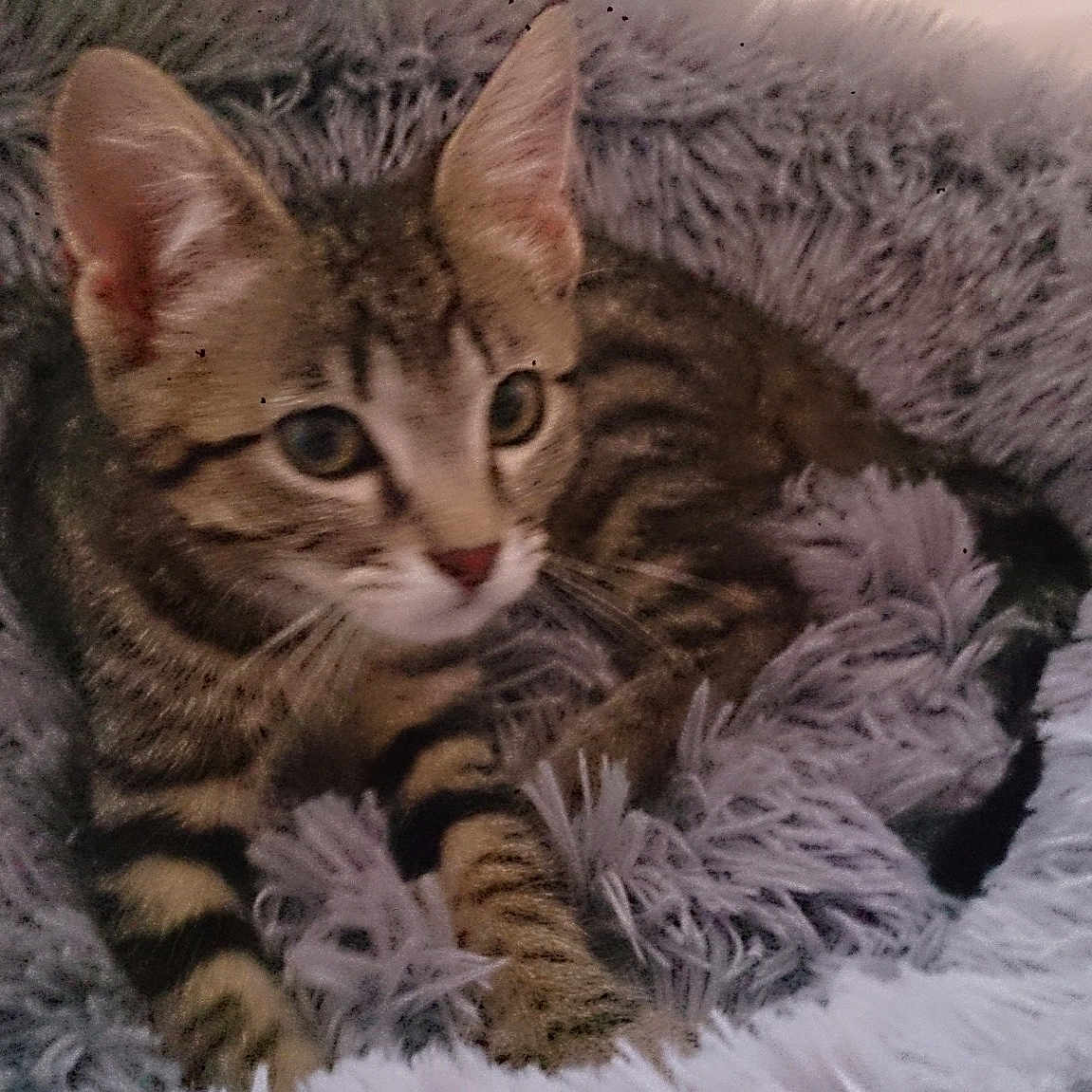 Minou
