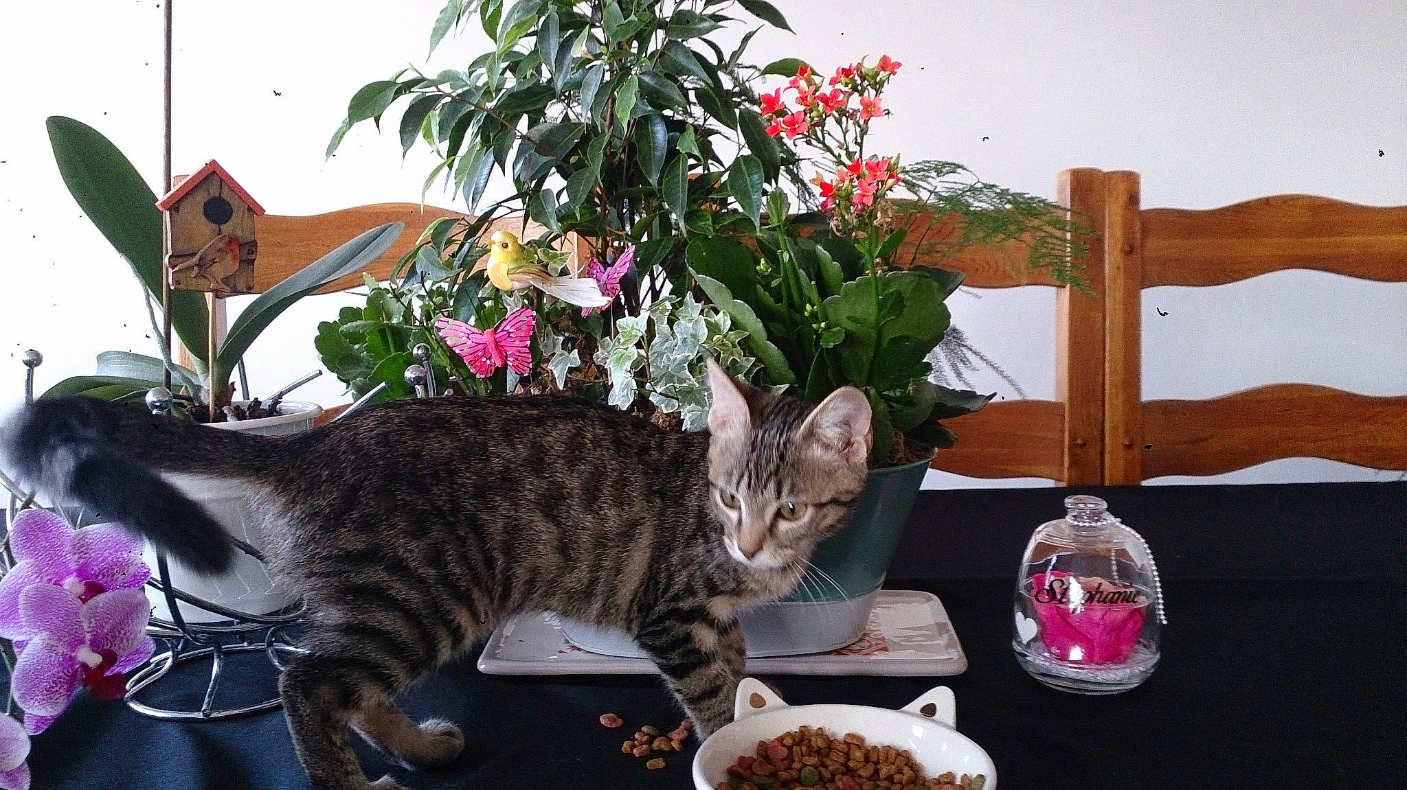 Nico a rejoint le concours — aidez-le/la à gagner de superbes lots ! american_shorthair, asian, bengal, carnivore, cat, domestic_short_haired_cat, dragon_li, european_shorthair, felidae, flower, herbaceous_plant, houseplant, kitten, ocicat, plant, small_to_medium_sized_cats, tabby_cat, toyger, whiskers