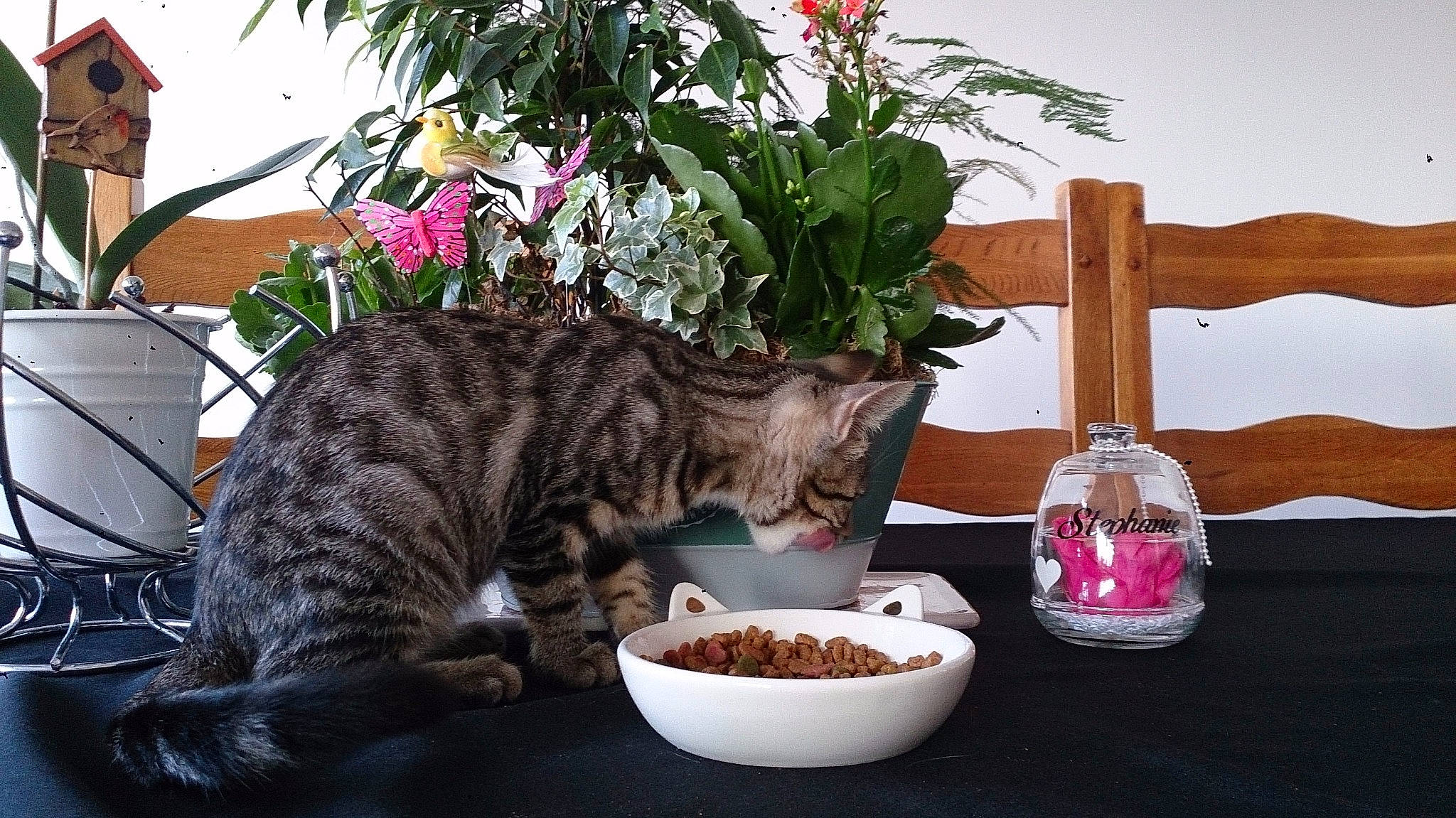 Nico participe au concours pour gagner de l'argent avec cette photo : american_shorthair, bengal, carnivore, cat, domestic_short_haired_cat, dragon_li, european_shorthair, felidae, flower, houseplant, kitten, ocicat, plant, small_to_medium_sized_cats, tabby_cat, toyger, whiskers