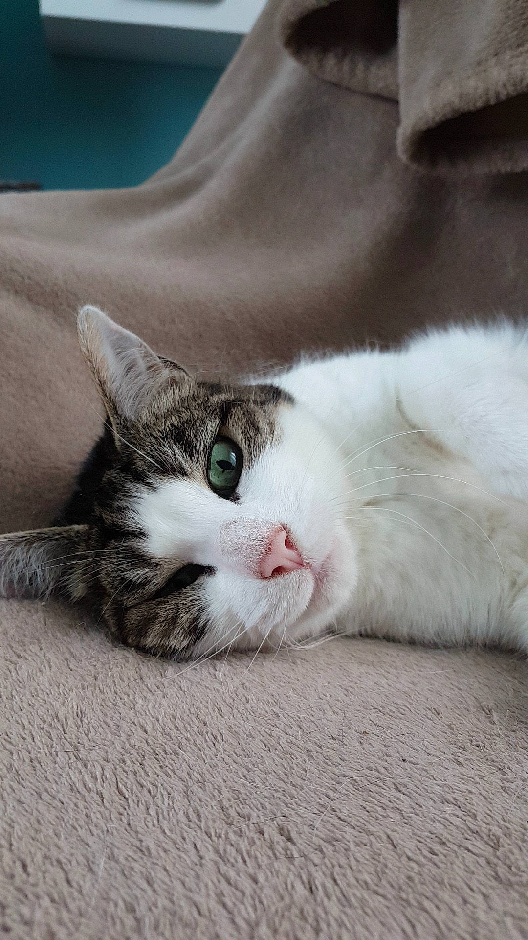Mimi participe au concours pour gagner de l'argent avec cette photo : aegean_cat, american_wirehair, carnivore, cat, domestic_short_haired_cat, european_shorthair, eye, fawn, felidae, fur, kitten, mammal, munchkin, norwegian_forest_cat, paw, polydactyl_cat, small_to_medium_sized_cats, snout, turkish_van, whiskers