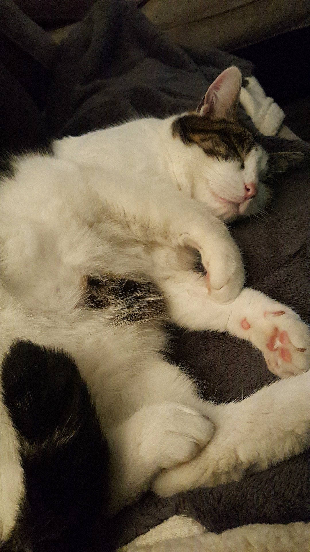 Mimi participe au concours pour gagner de l'argent avec cette photo : aegean_cat, american_wirehair, asian, carnivore, cat, domestic_short_haired_cat, ear, felidae, fur, japanese_bobtail, kitten, mammal, nap, paw, polydactyl_cat, small_to_medium_sized_cats, snout, tail, turkish_van, whiskers