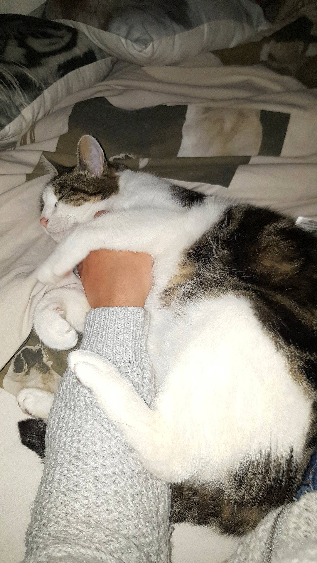 Mimi a rejoint le concours — aidez-le/la à gagner de superbes lots ! aegean_cat, asian, black_and_white, carnivore, cat, domestic_short_haired_cat, european_shorthair, felidae, fur, leg, norwegian_forest_cat, polydactyl_cat, small_to_medium_sized_cats, tail, whiskers