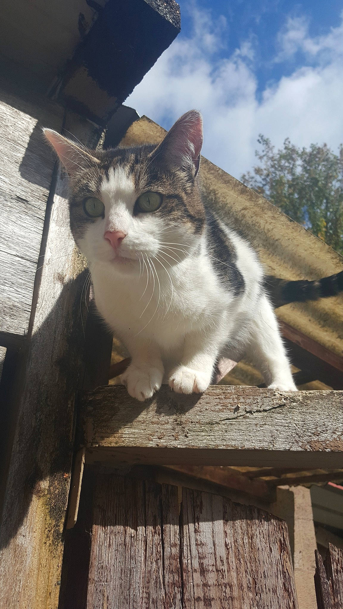 Mimi participe au concours pour gagner de l'argent avec cette photo : aegean_cat, american_wirehair, asian, carnivore, cat, domestic_short_haired_cat, european_shorthair, felidae, kitten, polydactyl_cat, small_to_medium_sized_cats, whiskers