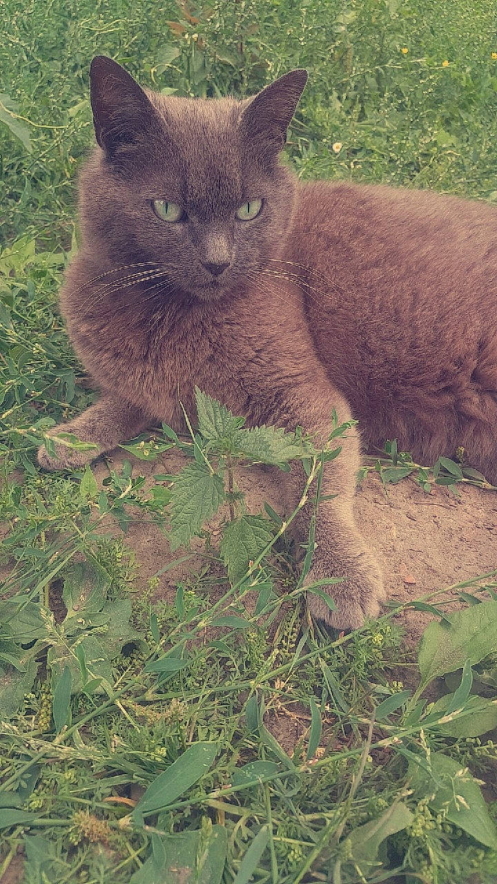 Princesse participe au concours pour gagner de l'argent avec cette photo : british_shorthair, carnivore, cat, chartreux, domestic_short_haired_cat, fawn, felidae, fur, german_rex, grass, mammal, nebelung, organism, plant, small_to_medium_sized_cats, terrestrial_animal, whiskers, wildlife