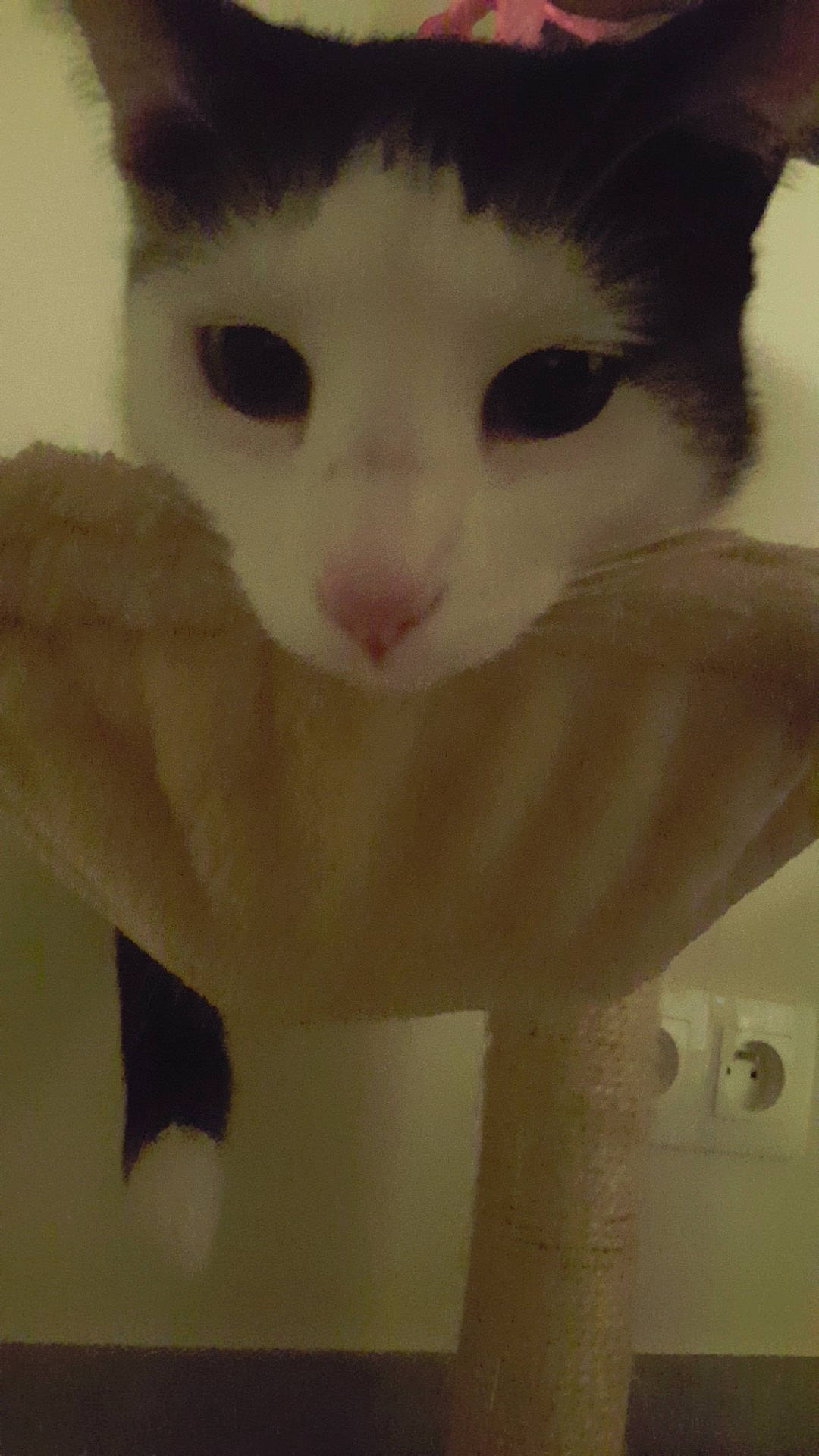 Minouche participe au concours pour gagner de l'argent avec cette photo : carnivore, cat, cheek, ear, eye, eyebrow, fawn, felidae, fur, kitten, lip, nose, organ, skin, small_to_medium_sized_cats, snout, tail, turkish_van, whiskers, white