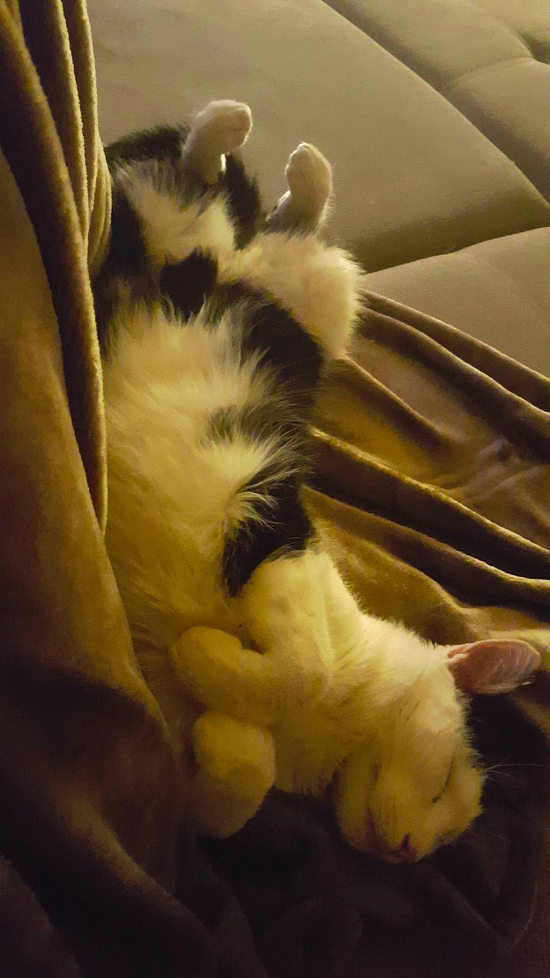 Minouche a rejoint le concours — aidez-le/la à gagner de superbes lots ! carnivore, cat, claw, felidae, fur, kitten, paw, polydactyl_cat, small_to_medium_sized_cats, tail, whiskers