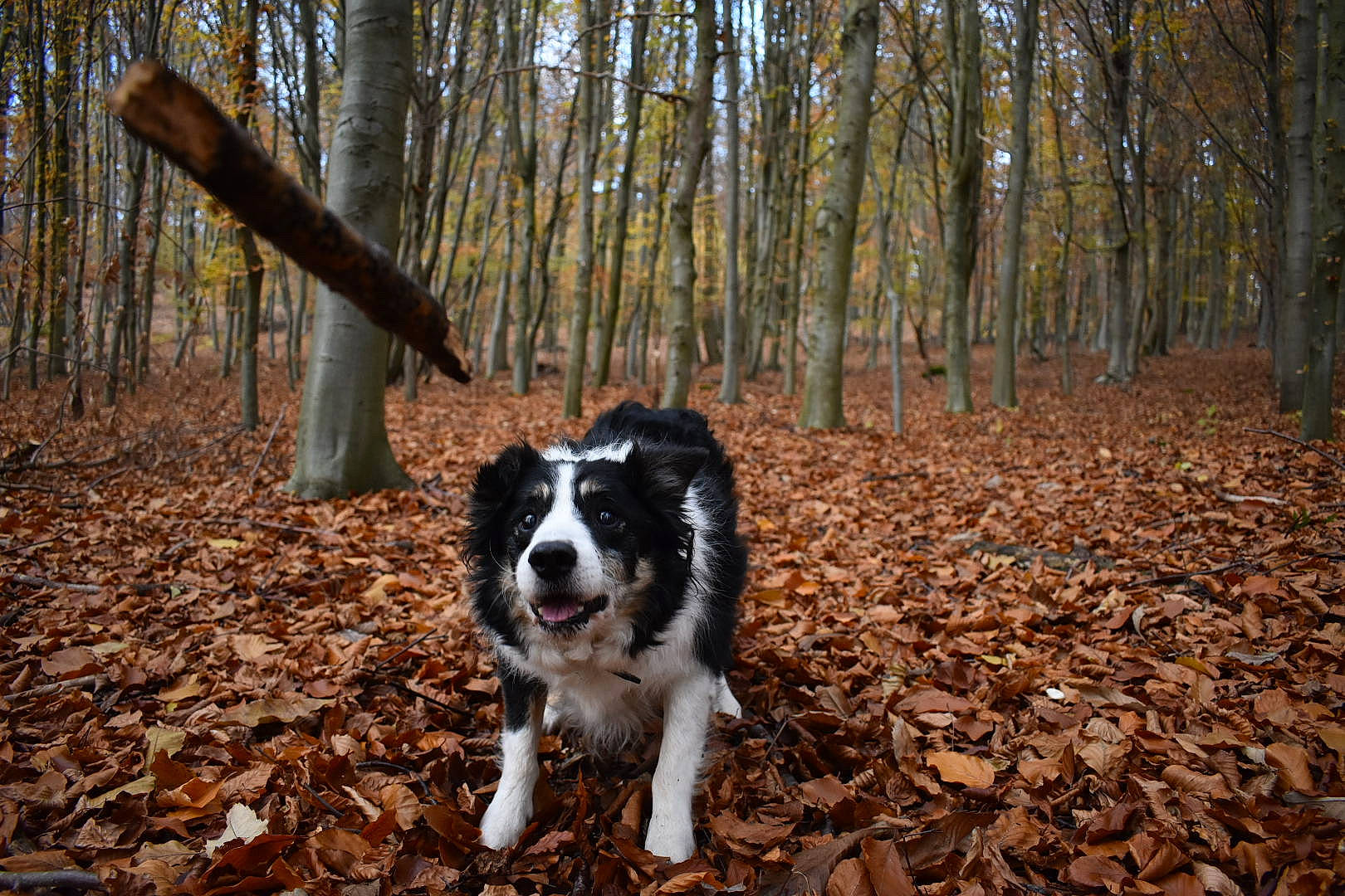 Emir a rejoint le concours — aidez-le/la à gagner de superbes lots ! autumn, border_collie, bucovina_shepherd_dog, canidae, carnivore, dog, dog_breed, forest, herding_dog, mammal, sporting_group, stabyhoun, trail, tree, vertebrate, woodland, working_dog
