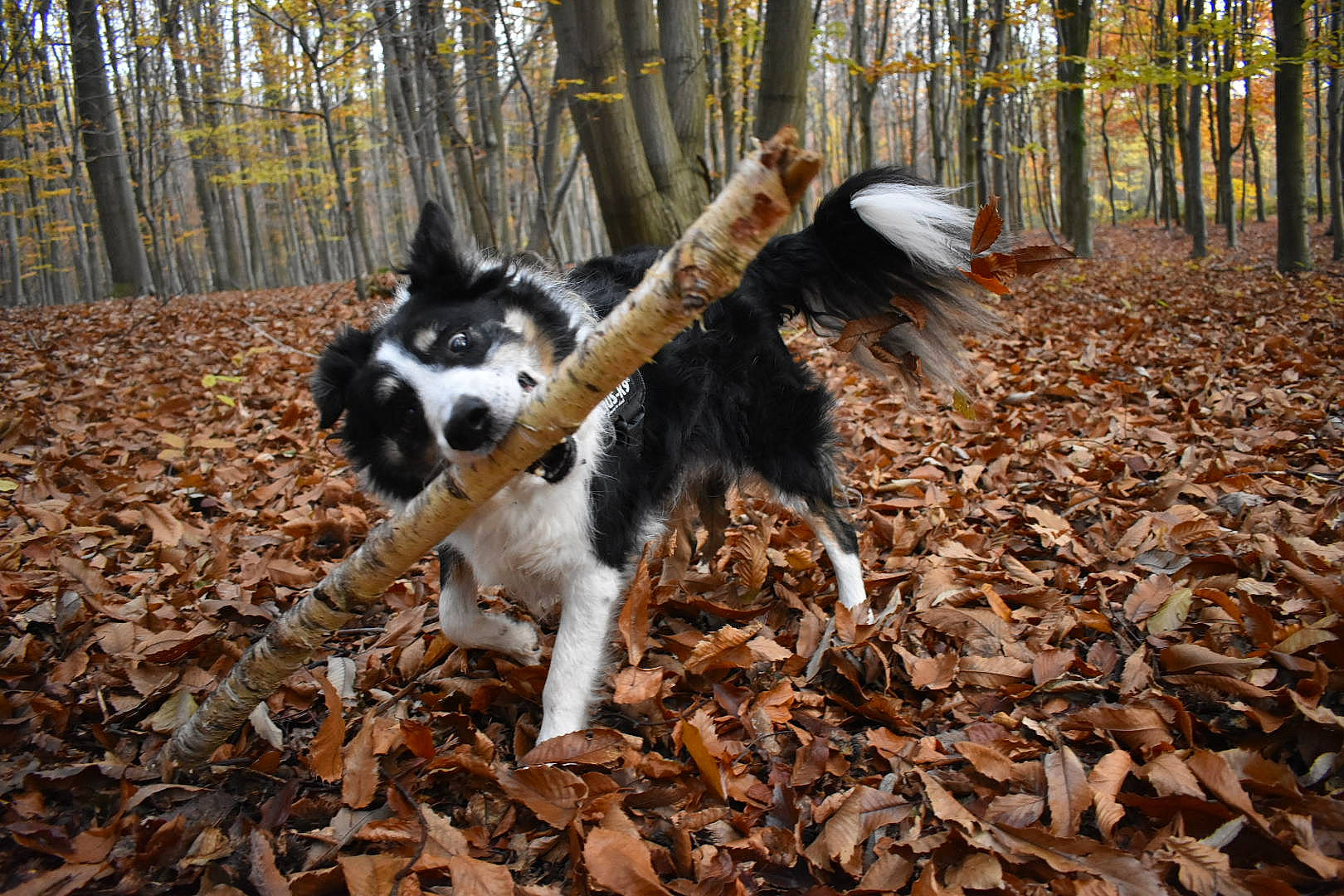 Emir a rejoint le concours — aidez-le/la à gagner de superbes lots ! autumn, border_collie, canidae, carnivore, dog, dog_breed, herding_dog, karelian_bear_dog, laika, leaf, mammal, siberian_husky, sporting_group, vertebrate