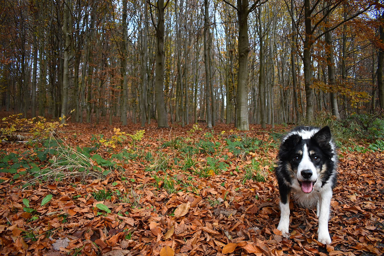 Emir a rejoint le concours — aidez-le/la à gagner de superbes lots ! autumn, border_collie, canidae, carnivore, dog, dog_breed, forest, herding_dog, leaf, mammal, plant, sporting_group, stabyhoun, trail, tree, vertebrate, wood, woodland, working_dog