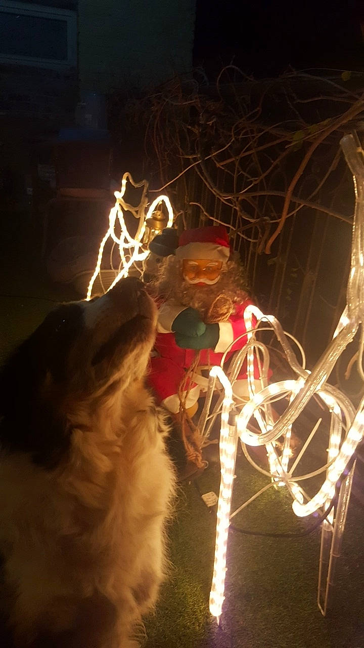 Emir a rejoint le concours — aidez-le/la à gagner de superbes lots ! christmas_lights, darkness, fictional_character, fun, heat, holiday, light, lighting, night, organism, tradition, tree